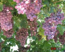 【多】红提葡萄苗多少钱一棵 红提葡萄种植方法