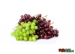 【区别】提子和葡萄的区别有哪些 提子和葡萄哪个好吃