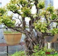 【盆景】九里香盆景图片价格怎么养九里香树的养护方法