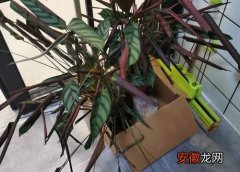 【叶子】竹芋烂叶子原因及处理方法