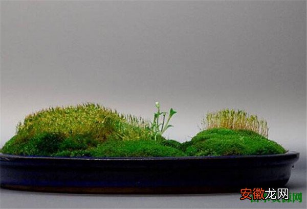 【繁殖】苔藓最快繁殖方法 苔藓盆景怎么养
