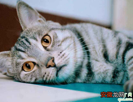 【寿命】虎斑猫的寿命一般在几年 英短有虎斑猫吗