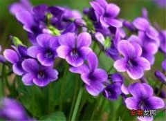 【开花】紫花地丁开花图片和花语 地丁草的功效与作用