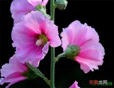 【开花】蜀葵的种植方法 蜀葵开花时间图片和花语