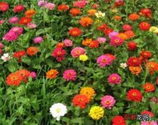 【月份】百日草种子几月份播种 百日菊开花时间和图片