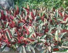 【寓意】紫背竹芋的寓意风水 紫背竹芋的养殖方法和注意事项