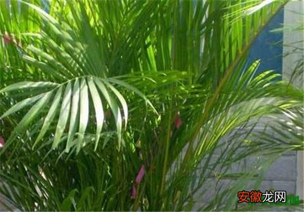 【图片】凤尾竹吸收甲醛吗 凤尾竹图片和散尾葵区别