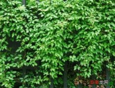 【方法】藤蔓植物为什么会攀爬 爬墙藤蔓植物搭架方法