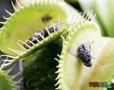 【昆虫】食虫植物有哪些 食肉植物是如何捕捉昆虫的