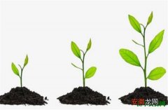 【生长】植物的生长过程有哪些阶段 植物生长的基本条件是什么