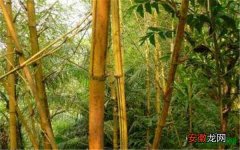 【特征】热带雨林植物有哪些 热带雨林植物的典型特征
