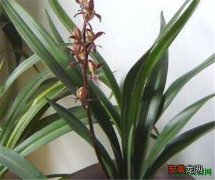 【图片】兰科植物图片及名称 兰科植物用什么肥好