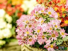 【植物】观花植物品种大全 开花植物用什么肥料