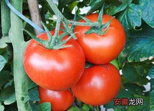 【叶子】番茄叶子发黄怎么办