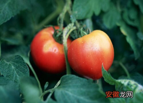 【叶子】番茄叶子发黄怎么办