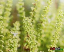 【植物】香料植物名称及图片 关于香料植物的资料介绍