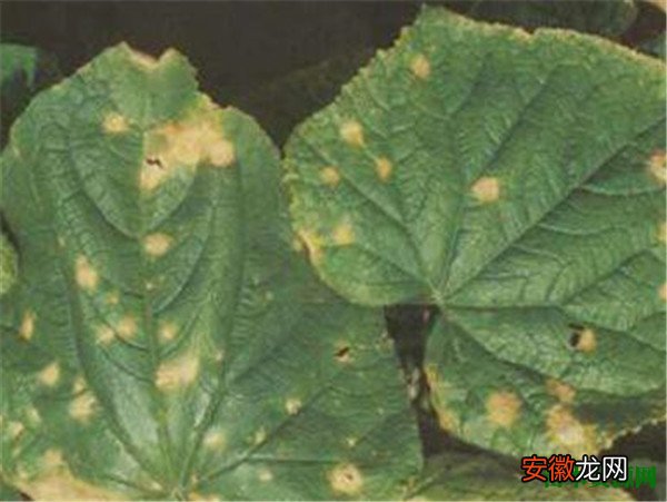 【图片】植物炭疽病图片症状 植物炭疽病如何治理和防治