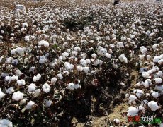 【价格】新疆棉花最新价格 新疆棉花优点有哪些