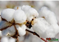 【产地】棉花产地图片和价格 棉花种植技术
