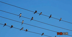 小鸟在电线上不会触电的原因 鸟在电线上为什么不会触电