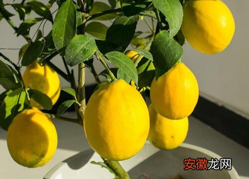 【树】柠檬树叶子卷曲原因及补救处理方法