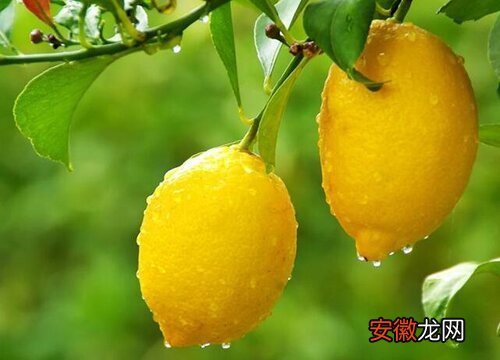 【树】柠檬树叶子卷曲原因及补救处理方法