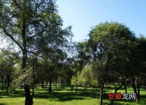 【盆景】榆树盆景叶子卷曲原因及补救处理方法