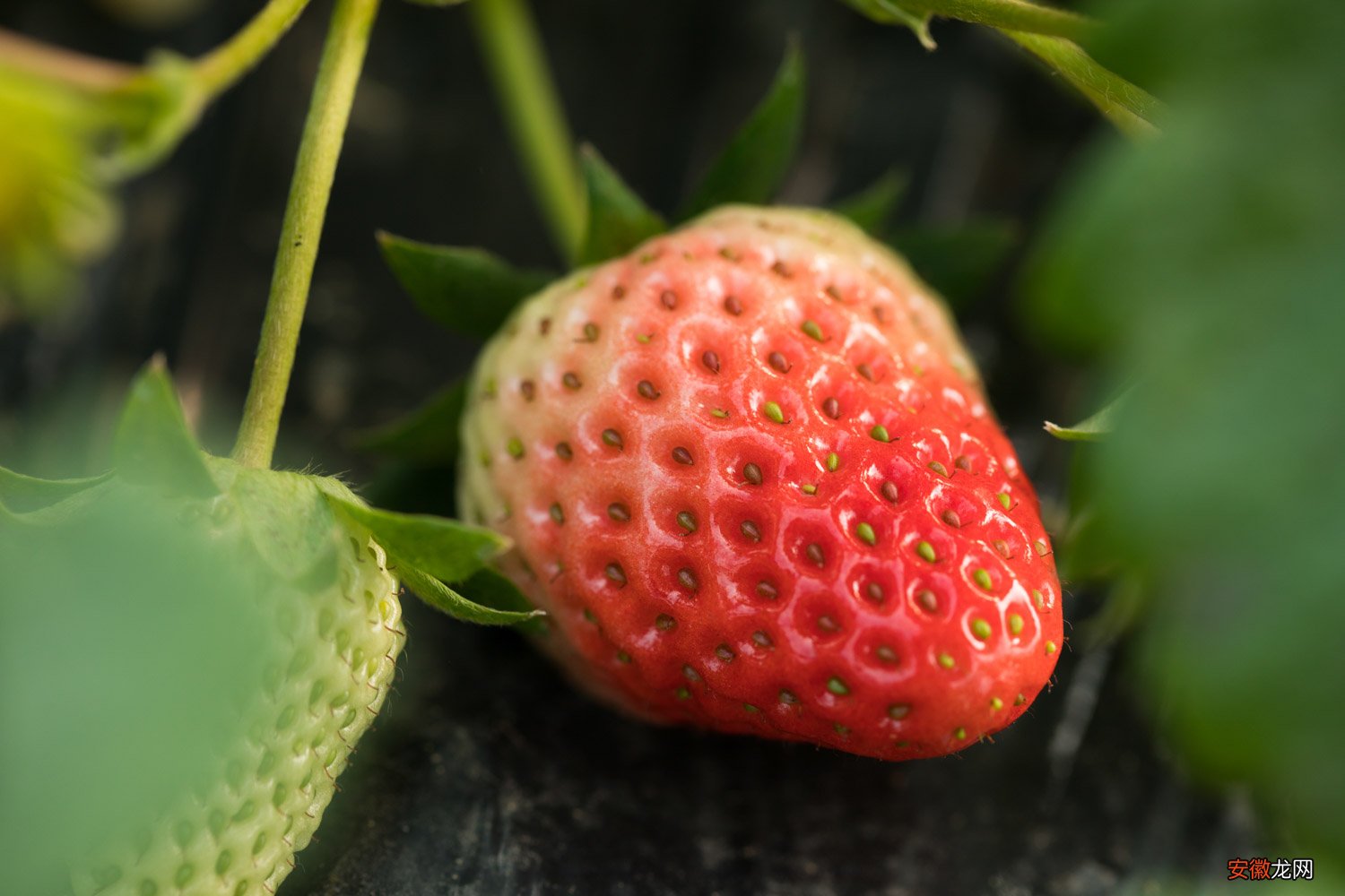 【草莓】草莓一年结几次果