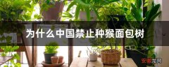 【树】为什么中国禁止种猴面包树