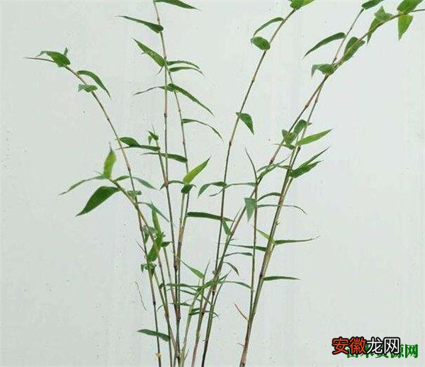 【功效】竹米多少钱一斤 竹米的功效有哪些