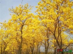 【花期】黄花风铃木图片花期 黄花风铃木种植技术
