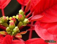 【花】一品红花有毒吗怎么养 一品红的图片和养殖方法