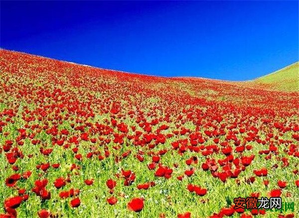 【花】天山红花什么时候开 天山有哪些花