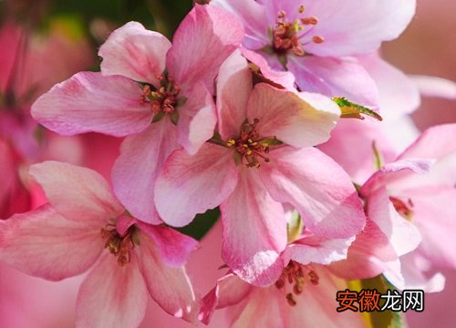 【海棠】竹节海棠为什么不开花