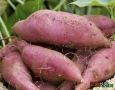 【红薯】吃红薯的好处有哪些 木薯粉和红薯粉的区别