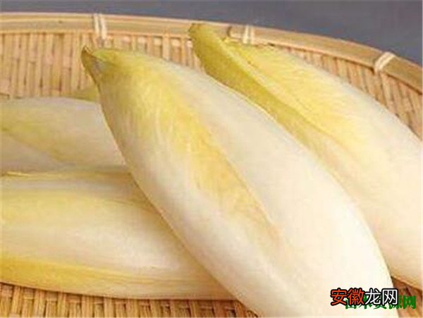【吃】芽球菊苣市场价多少钱一斤 芽菜菊苣怎么吃