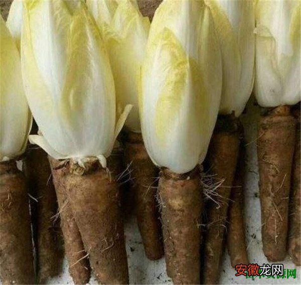 【吃】芽球菊苣市场价多少钱一斤 芽菜菊苣怎么吃