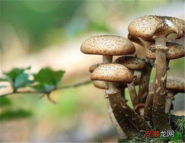 【吃】白蘑菇怎么做好吃 白蘑菇里面有一圈黑色是怎么回事