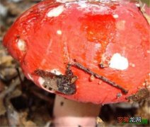 【吃】双孢蘑菇里面发黑能吃吗 双孢蘑菇栽培技术