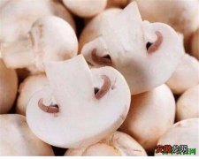 【大棚】蘑菇大棚种植技术 浅谈蘑菇的繁殖方法