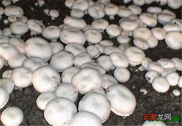 【大棚】蘑菇大棚种植技术 浅谈蘑菇的繁殖方法