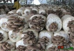 【功效】海蘑菇是什么东西 蟹味菇的功效与作用