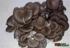【蘑菇】致幻蘑菇是毒品吗 致幻蘑菇的危害有哪些