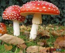 【有毒】天蓝蘑菇有毒吗可以吃吗 炫蓝蘑菇传说