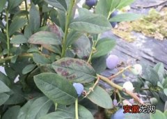 【叶子】蓝莓叶子有黑斑怎么回事
