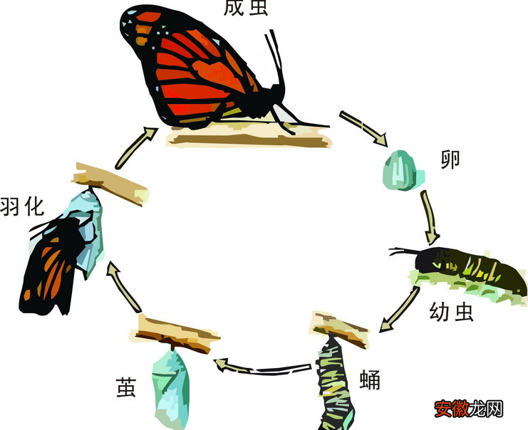毛毛虫变蝴蝶的过程