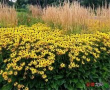 【花】黄金菊的栽培方法 黄金菊一年开几次花