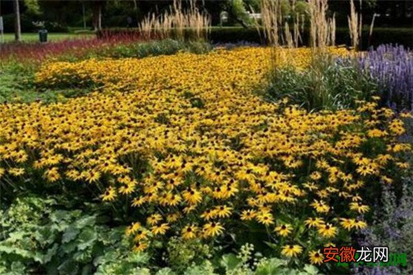 【花】黄金菊的栽培方法 黄金菊一年开几次花