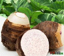 【功效】荔浦芋头的做法和功效 荔浦芋头种植技术