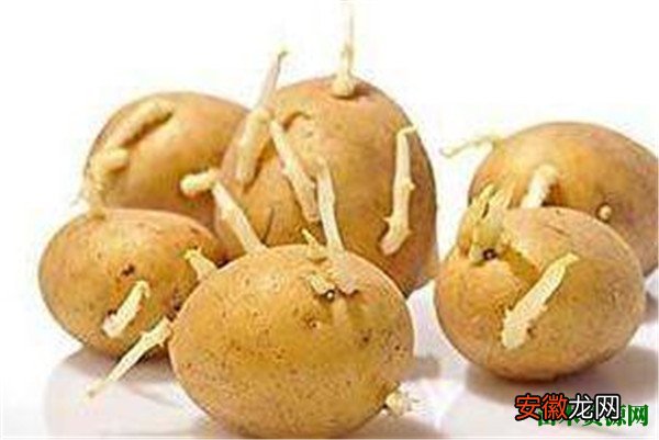 【吃】土豆发芽了还能吃吗 吃土豆的禁忌和注意事项